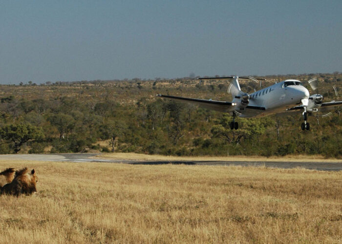 Twin-engine bush plane landing on a Serengeti airstrip with lions resting in the foreground for a 4-day luxury fly-in safari.