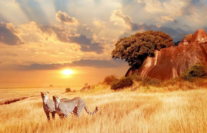 cheetahs in the African savannah
