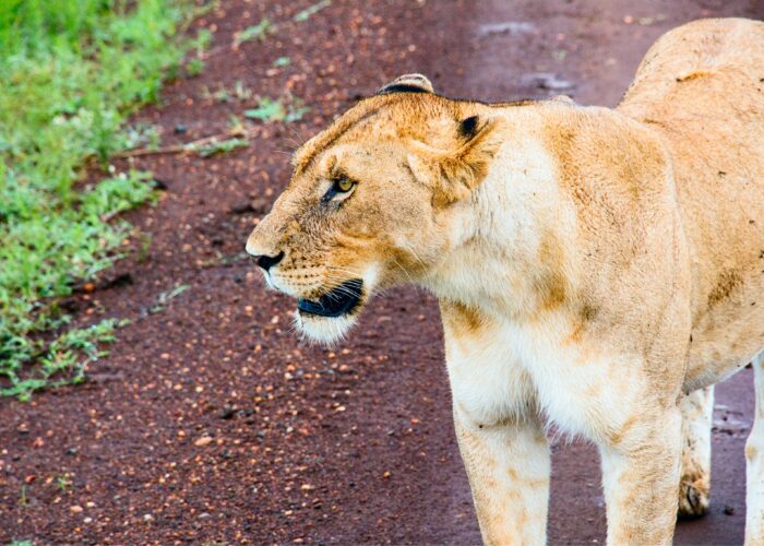 Lioness in Ngorongoro