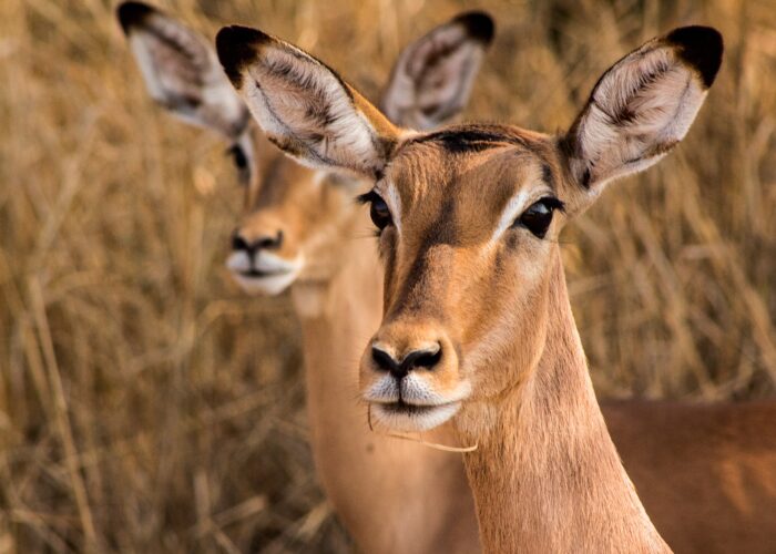 The beauty in Gazelle