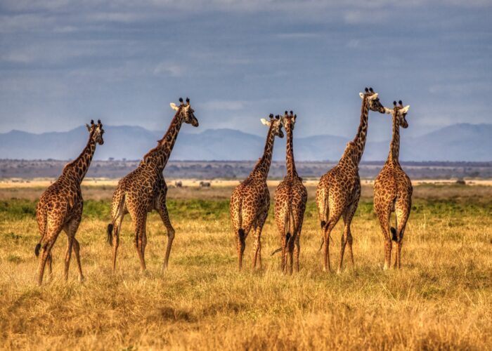 Girrafe the tallest land mammals