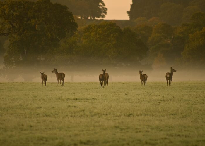 Waterbuck Family