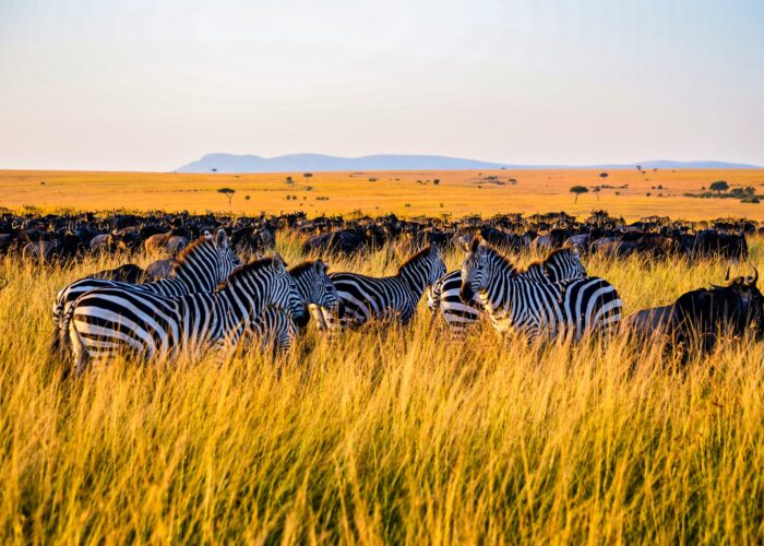 Zebra and Wildebeest
