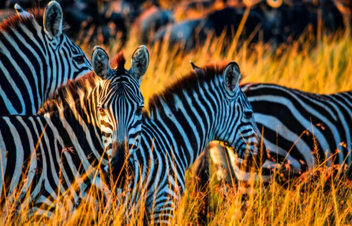 Zebra