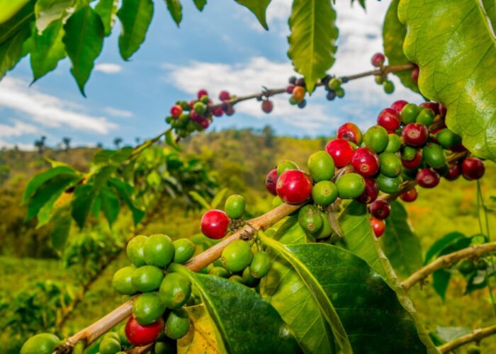 Coffee Farm